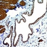 Immunohistochemistry - Anti-alpha Smooth Muscle Actin Antibody [ACTA2/791] - BSA and Azide free (A253076) - Antibodies.com