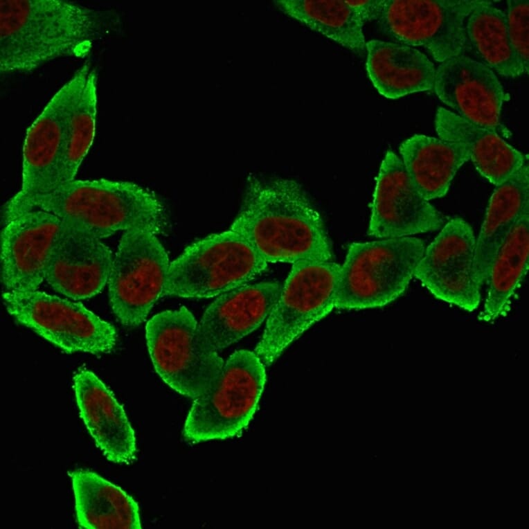 Immunofluorescence - Anti-alpha Smooth Muscle Actin Antibody [ACTA2/791] - BSA and Azide free (A253075) - Antibodies.com