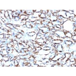 Immunohistochemistry - Anti-alpha Smooth Muscle Actin Antibody [1A4 + ACTA2/791] - BSA and Azide free (A253077) - Antibodies.com