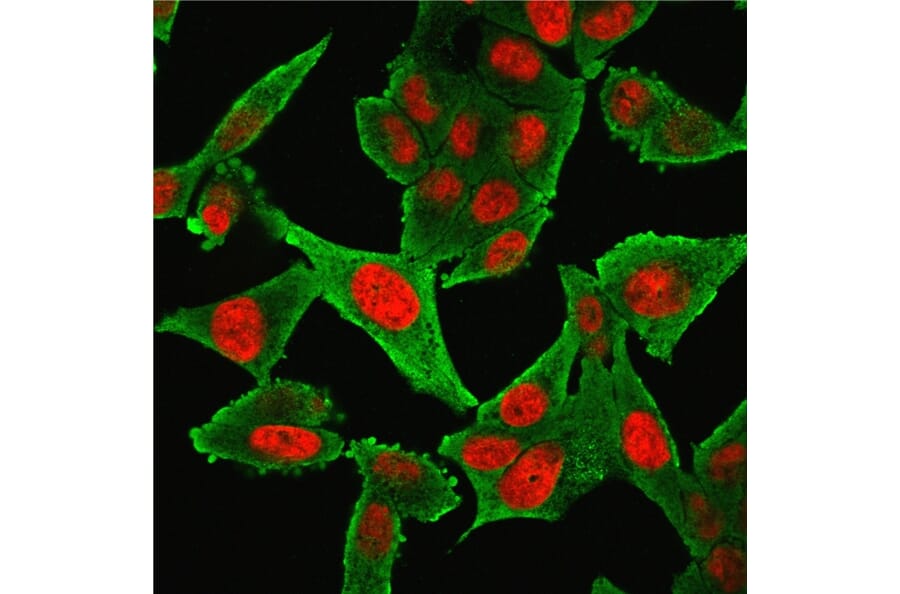 Immunofluorescence - Anti-alpha Smooth Muscle Actin Antibody [1A4 + ACTA2/791] - BSA and Azide free (A253076) - Antibodies.com
