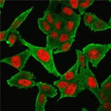 Immunofluorescence - Anti-alpha Smooth Muscle Actin Antibody [1A4 + ACTA2/791] - BSA and Azide free (A253076) - Antibodies.com