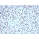 Immunohistochemistry - Anti-Bcl-6 Antibody [rBCL6/1527] - BSA and Azide free (A253079) - Antibodies.com