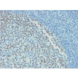 Immunohistochemistry - Anti-Bcl-6 Antibody [rBCL6/1718] - BSA and Azide free (A253080) - Antibodies.com