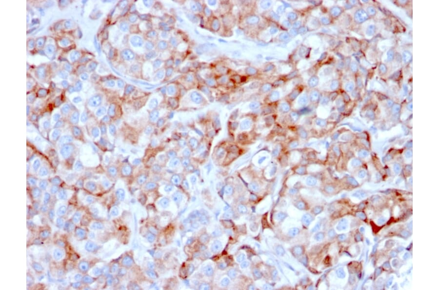 Immunohistochemistry - Anti-BCMA Antibody [BCMA/2366] - BSA and Azide free (A253090) - Antibodies.com