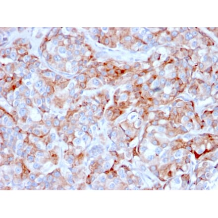 Immunohistochemistry - Anti-BCMA Antibody [BCMA/2366] - BSA and Azide free (A253090) - Antibodies.com