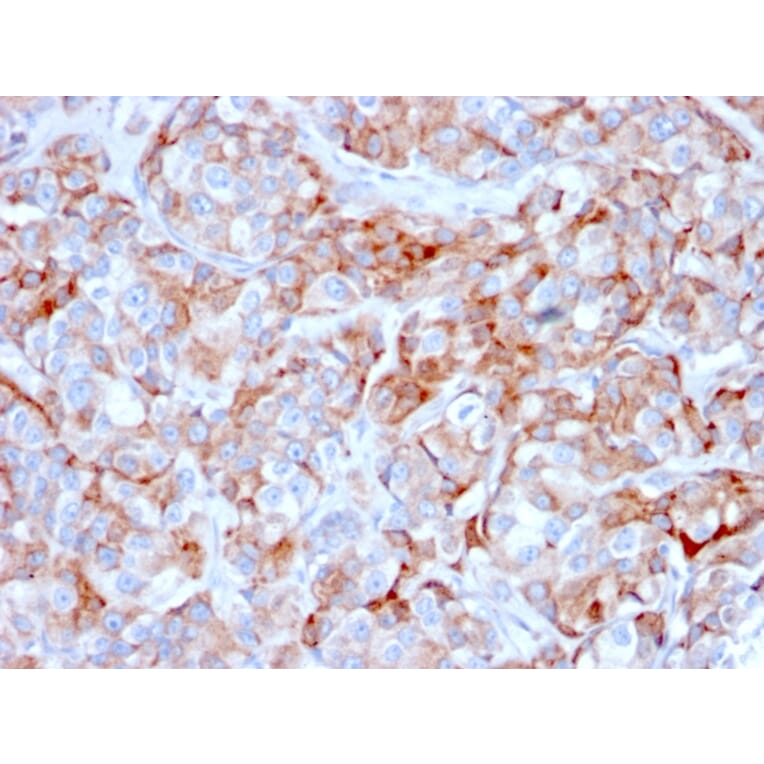 Immunohistochemistry - Anti-BCMA Antibody [BCMA/2366] - BSA and Azide free (A253090) - Antibodies.com