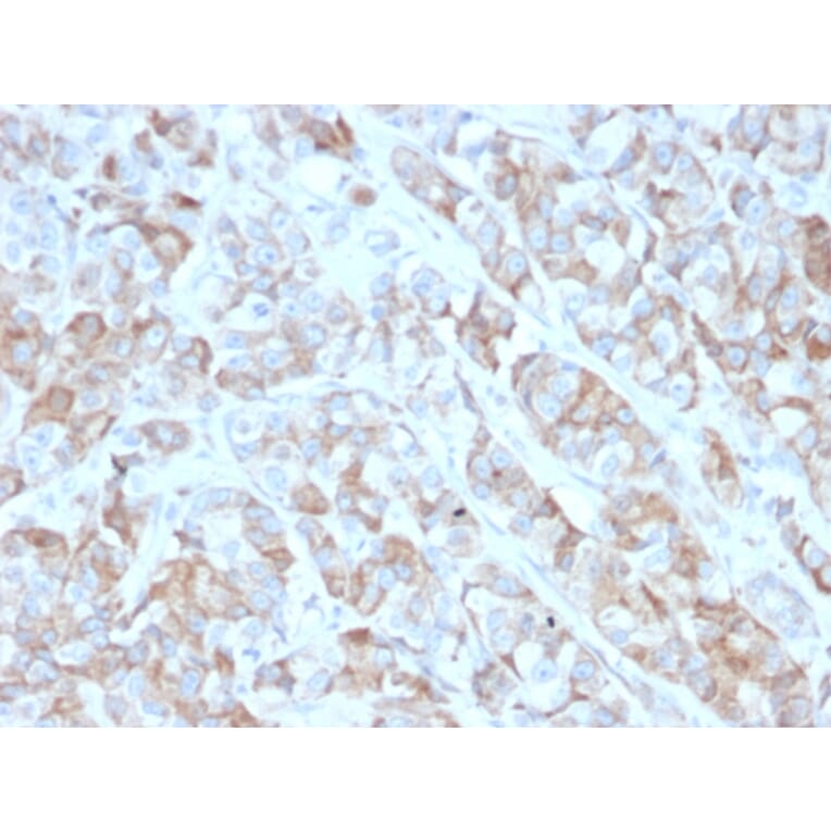 Immunohistochemistry - Anti-BCMA Antibody [BCMA/2366] - BSA and Azide free (A253090) - Antibodies.com