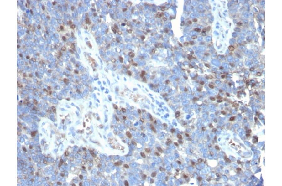 Immunohistochemistry - Anti-ROR gamma Antibody [RORC/2941] - BSA and Azide free (A253091) - Antibodies.com