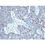 Immunohistochemistry - Anti-ROR gamma Antibody [RORC/2941] - BSA and Azide free (A253091) - Antibodies.com