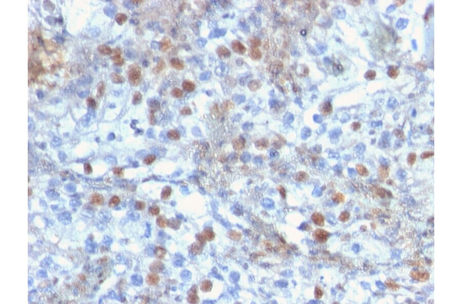 Immunohistochemistry - Anti-ROR gamma Antibody [RORC/2941] - BSA and Azide free (A253091) - Antibodies.com
