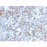 Immunohistochemistry - Anti-ROR gamma Antibody [RORC/2941] - BSA and Azide free (A253091) - Antibodies.com