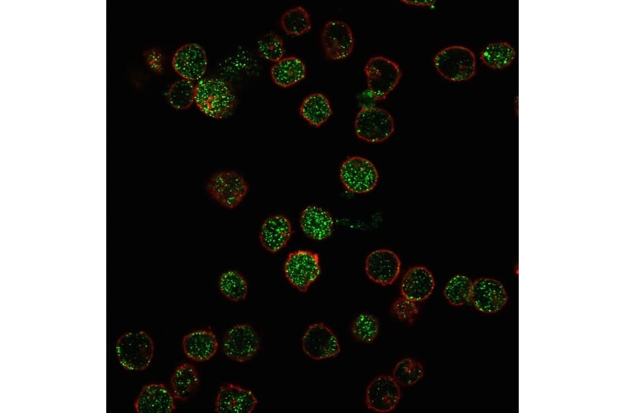 Immunofluorescence - Anti-ROR gamma Antibody [RORC/2941] - BSA and Azide free (A253091) - Antibodies.com