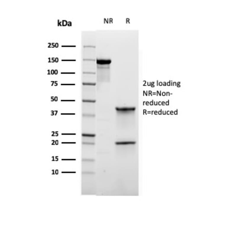 SDS-PAGE - Anti-ROR gamma Antibody [RORC/2941] - BSA and Azide free (A253091) - Antibodies.com