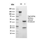 SDS-PAGE - Anti-ROR gamma Antibody [RORC/2941] - BSA and Azide free (A253091) - Antibodies.com