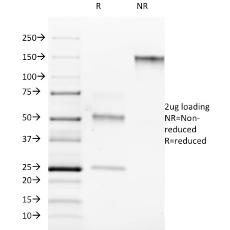 SDS-PAGE - Anti-ROR gamma Antibody [RORC/2942] - BSA and Azide free (A253092) - Antibodies.com