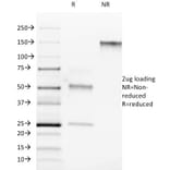 SDS-PAGE - Anti-ROR gamma Antibody [RORC/2942] - BSA and Azide free (A253092) - Antibodies.com