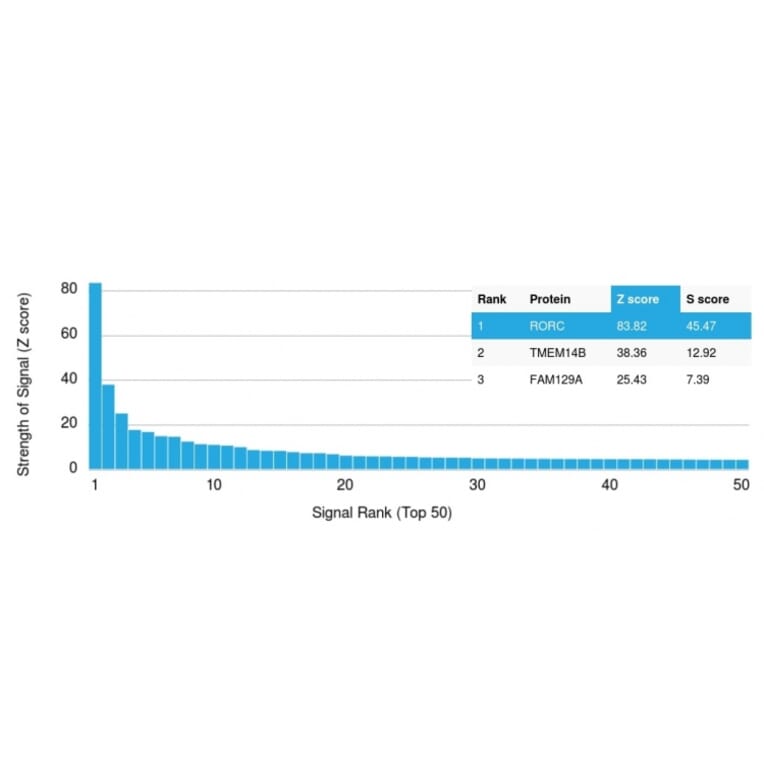 Protein Array - Anti-ROR gamma Antibody [RORC/2942] - BSA and Azide free (A253091) - Antibodies.com