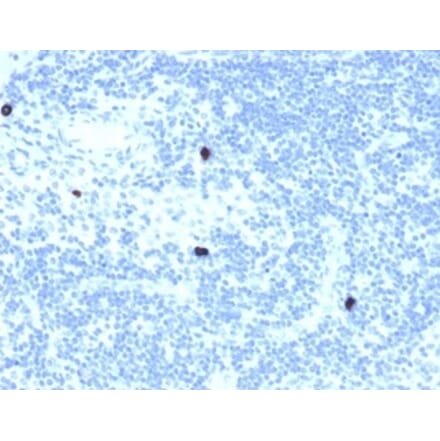 Immunohistochemistry - Anti-RXRB Antibody [PCRP-RXRB-2B6] - BSA and Azide free (A253096) - Antibodies.com