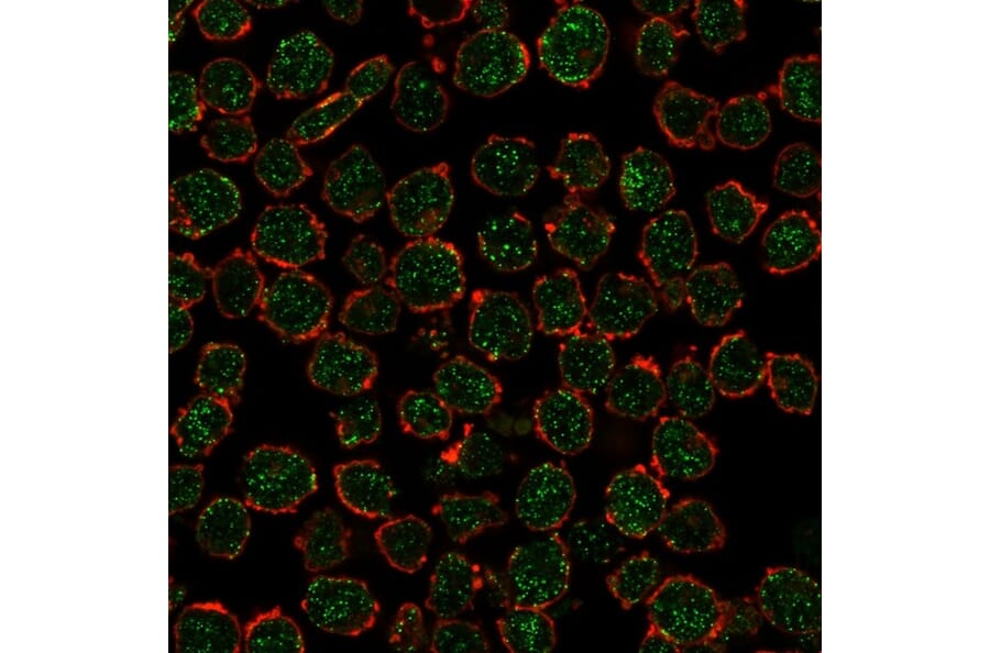 Immunofluorescence - Anti-RXRB Antibody [PCRP-RXRB-2B6] - BSA and Azide free (A253096) - Antibodies.com
