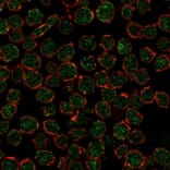 Immunofluorescence - Anti-RXRB Antibody [PCRP-RXRB-2B6] - BSA and Azide free (A253096) - Antibodies.com