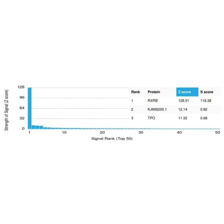 Protein Array - Anti-RXRB Antibody [PCRP-RXRB-2B6] - BSA and Azide free (A253095) - Antibodies.com