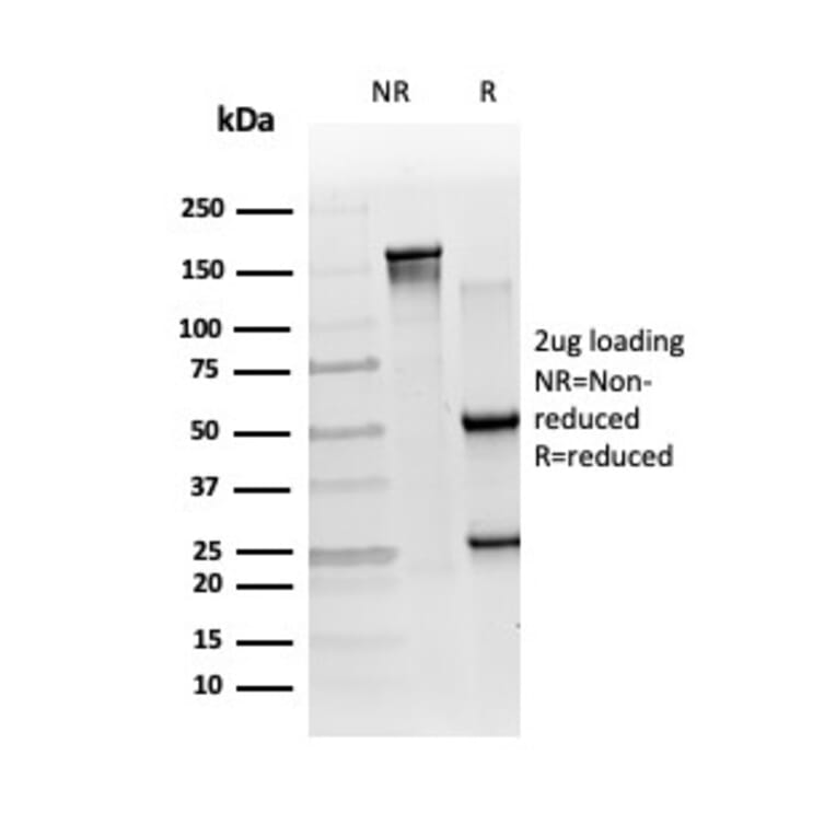 SDS-PAGE - Anti-RXRB Antibody [PCRP-RXRB-2B6] - BSA and Azide free (A253096) - Antibodies.com