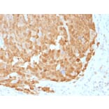 Immunohistochemistry - Anti-S100A1 Antibody [S100A1/1942] - BSA and Azide free (A253098) - Antibodies.com