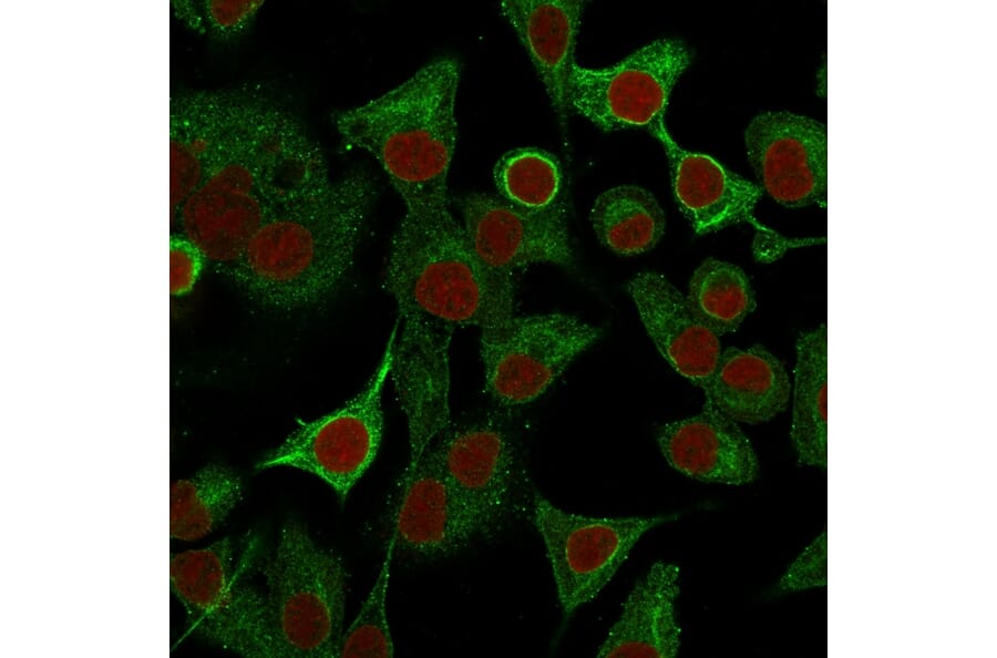 Immunofluorescence - Anti-S100A2 Antibody [CPTC-S100A2-2] - BSA and Azide free (A253099) - Antibodies.com