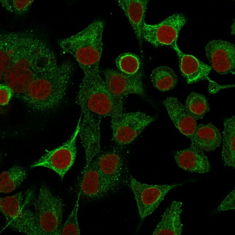 Immunofluorescence - Anti-S100A2 Antibody [CPTC-S100A2-2] - BSA and Azide free (A253099) - Antibodies.com