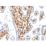 Immunohistochemistry - Anti-S100A4 Antibody [S100A4/1482] - BSA and Azide free (A253101) - Antibodies.com