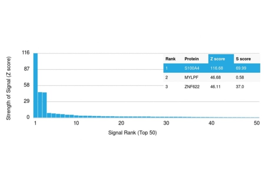 Protein Array - Anti-S100A4 Antibody [CPTC-S100A4-3] - BSA and Azide free (A253101) - Antibodies.com