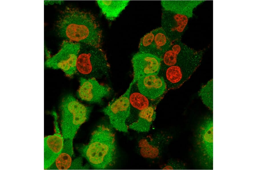Immunofluorescence - Anti-S100A4 Antibody [CPTC-S100A4-3] - BSA and Azide free (A253102) - Antibodies.com