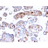 Immunohistochemistry - Anti-S100A4 Antibody [rS100A4/1481] - BSA and Azide free (A253103) - Antibodies.com
