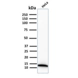 Western Blot - Anti-S100A4 Antibody [S100A4/2750R] - BSA and Azide free (A253104) - Antibodies.com