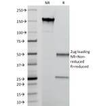 SDS-PAGE - Anti-Calprotectin Antibody [MAC387] - BSA and Azide free (A253105) - Antibodies.com