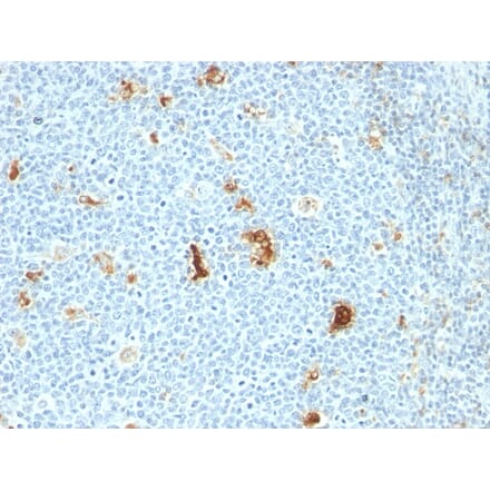 Immunohistochemistry - Anti-Macrophage L1 Protein Antibody [SPM281] - BSA and Azide free (A253105) - Antibodies.com