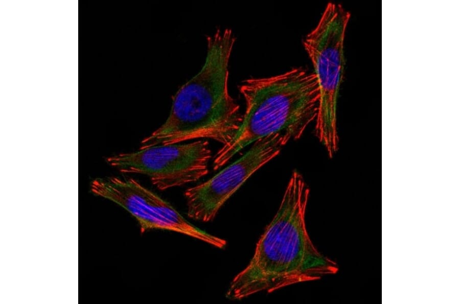 Immunofluorescence - Anti-S100 beta Antibody [4C4.9] - BSA and Azide free (A253113) - Antibodies.com