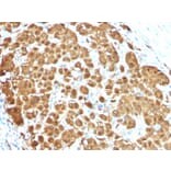Immunohistochemistry - Anti-S100 beta Antibody [S100B/1012] - BSA and Azide free (A253116) - Antibodies.com