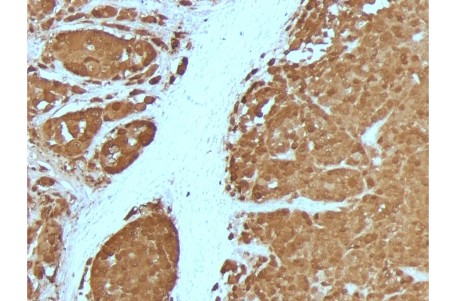 Immunohistochemistry - Anti-S100 beta Antibody [4C4.9 + S100B/1012] - BSA and Azide free (A253117) - Antibodies.com