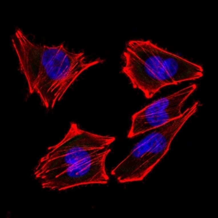 Immunofluorescence - Anti-S100 beta Antibody [4C4.9 + S100B/1012] - BSA and Azide free (A253117) - Antibodies.com