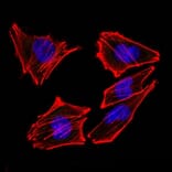 Immunofluorescence - Anti-S100 beta Antibody [4C4.9 + S100B/1012] - BSA and Azide free (A253117) - Antibodies.com