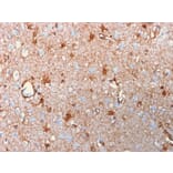 Immunohistochemistry - Anti-S100 beta Antibody [rS100B/1896] - BSA and Azide free (A253118) - Antibodies.com