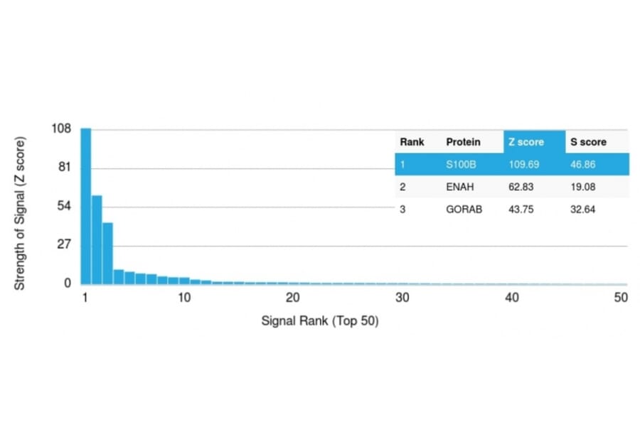 Protein Array - Anti-S100 beta Antibody [rS100B/1896] - BSA and Azide free (A253117) - Antibodies.com