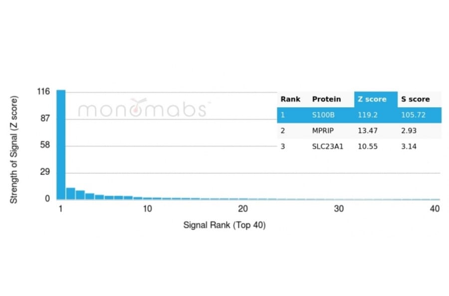 Protein Array - Anti-S100 beta Antibody [S100B/4139] - BSA and Azide free (A253118) - Antibodies.com