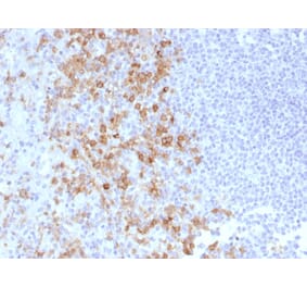 Immunohistochemistry - Anti-CD162 Antibody [PSGL1/1601] - BSA and Azide free (A253131) - Antibodies.com