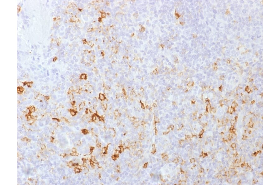 Immunohistochemistry - Anti-CD162 Antibody [PSGL1/1601] - BSA and Azide free (A253132) - Antibodies.com