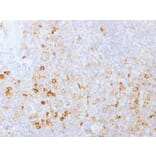 Immunohistochemistry - Anti-CD162 Antibody [PSGL1/1601] - BSA and Azide free (A253132) - Antibodies.com