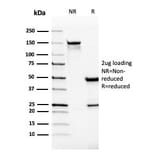 SDS-PAGE - Anti-VISTA Antibody [VISTA/2865] - BSA and Azide free (A253137) - Antibodies.com
