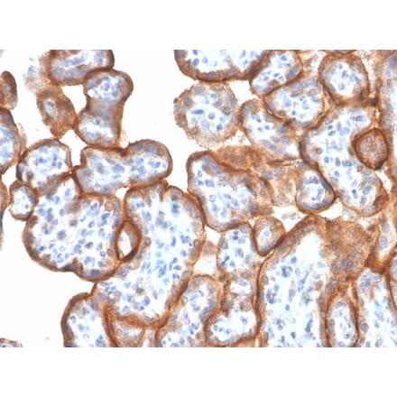 Immunohistochemistry - Anti-VISTA Antibody [VISTA/3006] - BSA and Azide free (A253138) - Antibodies.com