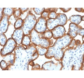 Immunohistochemistry - Anti-VISTA Antibody [VISTA/3007] - BSA and Azide free (A253139) - Antibodies.com